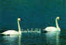 camrose-swans.jpg (51962 bytes)